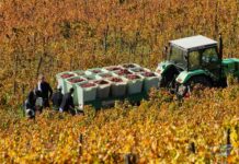 Le vin français : entre tradition et transition écologique Le vin est-il compatible avec un modèle agricole écologique ?