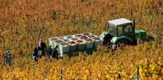 Le vin français : entre tradition et transition écologique Le vin est-il compatible avec un modèle agricole écologique ?