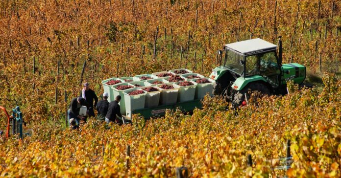 Le vin français : entre tradition et transition écologique Le vin est-il compatible avec un modèle agricole écologique ?