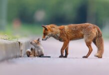 Photographier la faune sauvage parisienne avec Nicolas Davy Photographier la faune sauvage parisienne avec Nicolas Davy