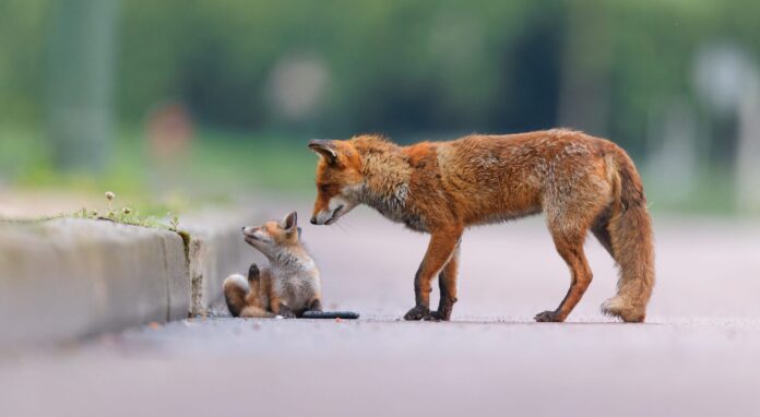 Photographier la faune sauvage parisienne avec Nicolas Davy Photographier la faune sauvage parisienne avec Nicolas Davy