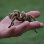 Ces 5 espèces souvent détestées et pourtant très utiles