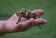 Ces 5 espèces souvent détestées et pourtant très utiles Ces 5 espèces souvent détestées et pourtant très utiles