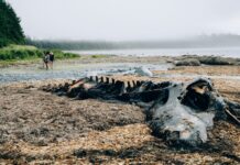 2 100 études pour comprendre l’ampleur du ravage écologique