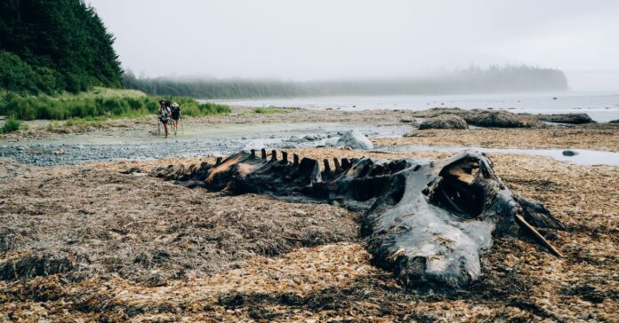 2 100 études pour comprendre l’ampleur du ravage écologique