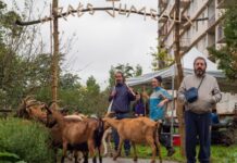 À Bagnolet, les habitants des Malassis vivent avec les chèvres À Bagnolet, les habitants des Malassis vivent avec les chèvres