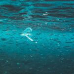 naja-bertolt-jensen-vQSzhjk7mss-unsplash