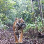 Tigre (Supayang Reserve) credit Kalaweit