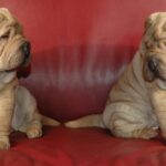 Shar Pei hypertype