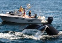 Colonialiste et spéciste : la honte du tourisme animalier Tourisme animalier : l’envers colonial et spéciste du voyage