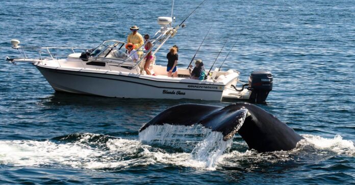 Colonialiste et spéciste : la honte du tourisme animalier Tourisme animalier : l’envers colonial et spéciste du voyage