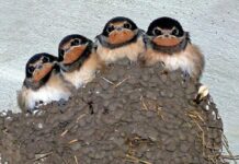 Martinets et hirondelles : victimes des canicules et de la loi Duplomb Martinets et hirondelles : victimes des canicules et de la loi Duplomb