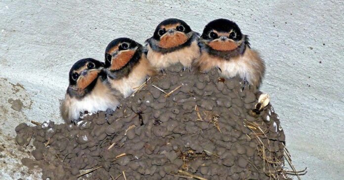 Martinets et hirondelles : victimes des canicules et de la loi Duplomb Martinets et hirondelles : victimes des canicules et de la loi Duplomb