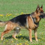 german-shepherd-405503_1280