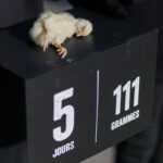 L214 Paris (160 sur 176)