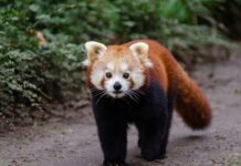 Panda roux, vélorution, et Formule 1 : les 10 bonnes nouvelles de la semaine