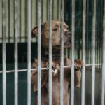 Chien cage catégorisé