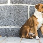 catarina-carvalho-1K7Qf8OBXjU-unsplash