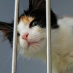 Été et abandons : l’ère des animaux jetables