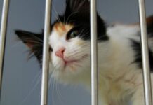 Été et abandons : l’ère des animaux jetables Été et abandons : l'ère des animaux jetables