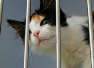 Été et abandons : l’ère des animaux jetables Été et abandons : l'ère des animaux jetables