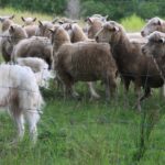 Derrière le patou : ce que l’on ne vous a jamais dit sur les chiens de protection