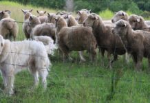 Face aux loups, le retour des chiens de bergers Derrière le patou : ce que l’on ne vous a jamais dit sur les chiens de protection