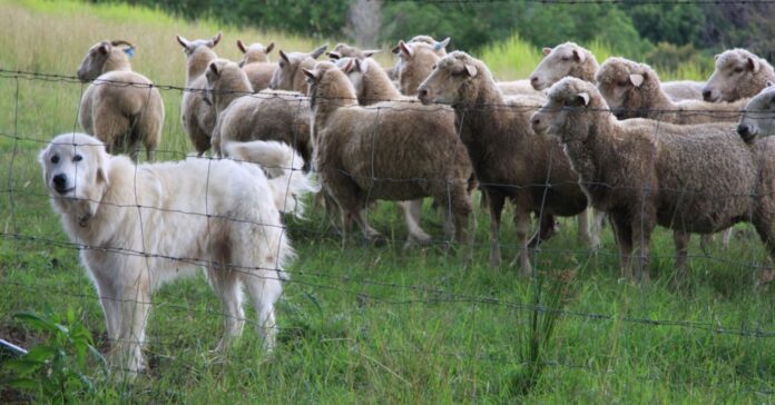 Face aux loups, le retour des chiens de bergers Derrière le patou : ce que l’on ne vous a jamais dit sur les chiens de protection