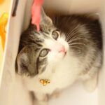 keiron-crasktellanos-wqKGHMhmqvU-unsplash