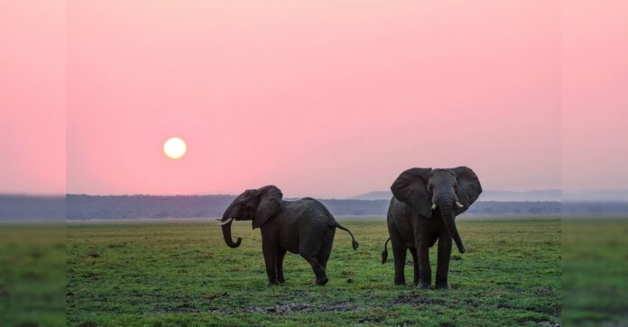 Lotus, cygogne et sanctuaire pour éléphants : les 10 bonnes nouvelles de la semaine