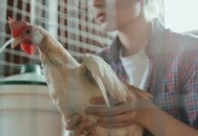 Abattage préventif : le coût caché et abusif de l’élevage Abattage préventif : le coût de la précaution sanitaire