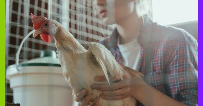 Abattage préventif : le coût caché et abusif de l’élevage Abattage préventif : le coût de la précaution sanitaire