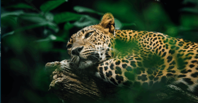 Canoës solaires, jaguars et cigognes noires : les 10 bonnes nouvelles de la semaine