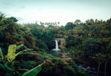 Moins de pollution, visons, et jungle protégée : les 10 bonnes nouvelles de la semaine