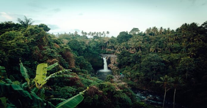 Moins de pollution, visons, et jungle protégée : les 10 bonnes nouvelles de la semaine