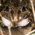 Sarkozy, grenouille et monnaie locale : les 10 bonnes nouvelles de la semaine