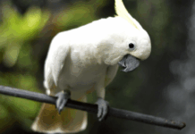 Cacatoès, couches compostables et alouettes : les 10 bonnes nouvelles de la semaine