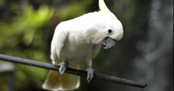 Cacatoès, couches compostables et alouettes : les 10 bonnes nouvelles de la semaine