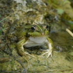 Couverture Article gooooooood