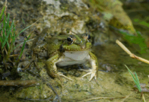 Prison pour Sarkozy, grenouille et monnaie locale : les 10 bonnes nouvelles de la semaine