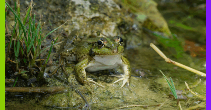 Prison pour Sarkozy, grenouille et monnaie locale : les 10 bonnes nouvelles de la semaine