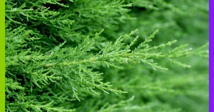 Cessez-le-feu, inégalités et haies abandonnées : les 10 infos de la semaine Cessez-le-feu, inégalités et coupe municipale : les 10 infos à ne pas manquer cette semaine