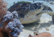 Fonds marins, présidente et condamnation de Total : les 10 bonnes nouvelles de la semaine