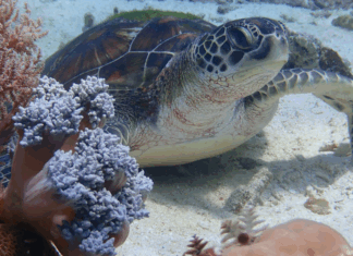 Fonds marins, présidente et condamnation de Total : les 10 bonnes nouvelles de la semaine