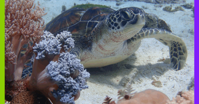 Fonds marins, présidente et condamnation de Total : les 10 bonnes nouvelles de la semaine