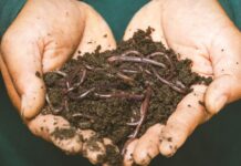 21 octobre : journée mondiale des vers de terre Le 21 octobre, c'est la journée mondiale des vers de terre