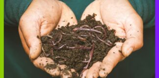 21 octobre : journée mondiale des vers de terre Le 21 octobre, c'est la journée mondiale des vers de terre