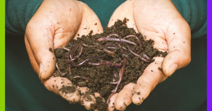 21 octobre : journée mondiale des vers de terre Le 21 octobre, c'est la journée mondiale des vers de terre