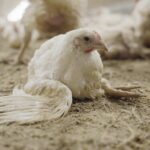 elevage-poulets-guemene-penfao-loire-atlantique-fnsea-agriculture-intensive