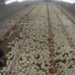 elevage-poulets-guemene-penfao-loire-atlantique-ramassage-cadavres-fnsea
